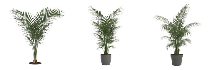 Obraz premium Set of Lush Parlor Palm Plants in Modern Grey Pots Isolated on White Background PNG