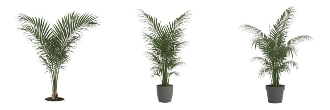 Set of Lush Parlor Palm Plants in Modern Grey Pots Isolated on White Background PNG