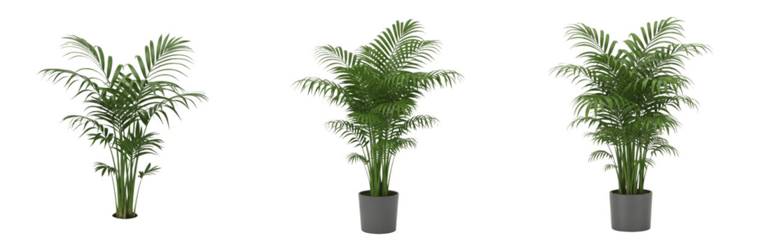 Set of Lush Parlor Palm Plants in Modern Grey Pots Isolated on White Background PNG