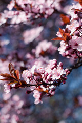 cherry blossoms, spring, pink, flowers, nature