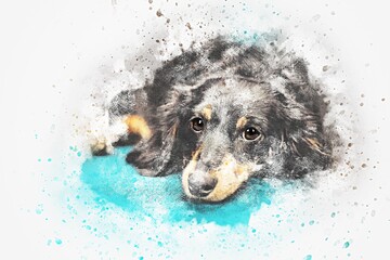 Sad long haired dachshund dog portrait created with dramatic watercolor splash effects © SKILLTAKES.COM