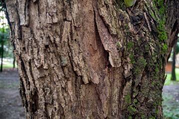 Obraz premium Close-up of rough brown tree bark with patches of green moss, showing detailed natural texture and patterns.