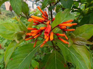 Close-up of bright orange Firebush flowers, Hamelia patens, blooming with lush green leaves in a tropical garden, attracting hummingbirds and butterflies.