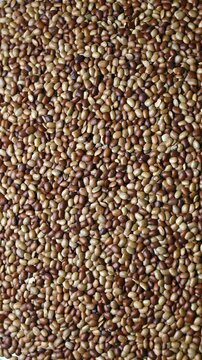 Rotating Top View of Horse Gram (Kulthi Dal) &ndash; Brown Lentil Texture Vertical Footage