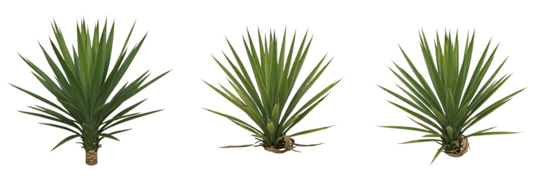 Set of Fresh Potted Yucca Elephantipes Spineless Yucca Plants with Spiky Green Leaves Isolated on White Background PNG