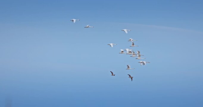 Birds migration. Flock of flying swans in a sky, wildlife birds in nature video