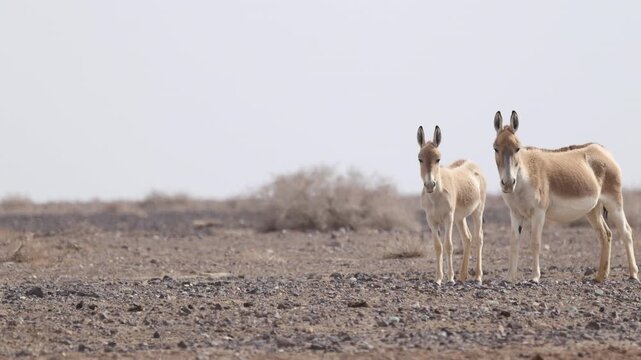 Iranian onager (Asiatic wild ass) walking and grazing in arid desert landscape, wildlife in Iran, natural habitat, close up and wide shots
