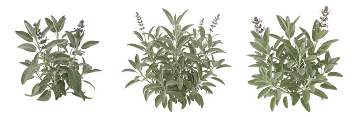 Obraz premium Set of Fresh Culinary Sage Herbal Plants with Purple Flowers Isolated on White Background PNG