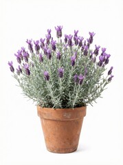 Obraz premium Lavender plant in terracotta pot with silvery foliage on clean white background