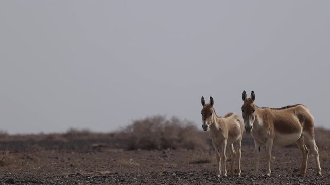 Iranian onager (Asiatic wild ass) walking and grazing in arid desert landscape, wildlife in Iran, natural habitat, close up and wide shots