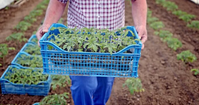 Farmer with crate full of young plants tomato seedlings in greenhouse.  Gardening, planting and growing.