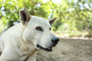 Naklejka premium Close up portrait of curious white dog. An alert canine pet sitting outdoor in nature, looking away with watchful and calm expression against blurred green background