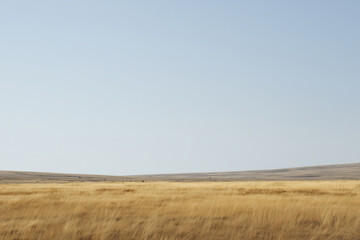 Obraz premium Dry Golden Grassland Under Clear Sky, Drought and Land Degradation Concept