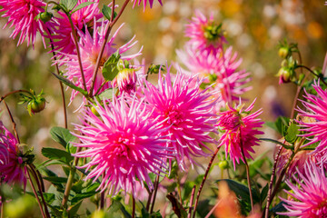 Obraz premium Colorful pink dahlias stand proudly among lush greenery, thriving in the bright summer sunshine