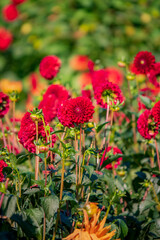 Obraz premium Bright red dahlias stand tall in a lush garden, showcasing nature's beauty on a sunny day