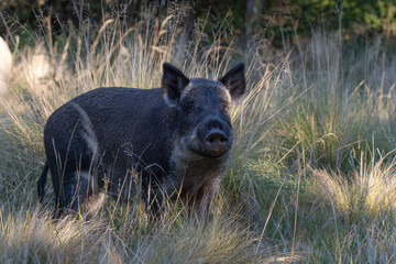 Wild boar in Pampas grass environment, La Pampa province, Patagonia, Argentina.