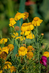 Fototapeta premium Golden blossoms sway gently in the warm breeze, adding color to a beautiful garden scene
