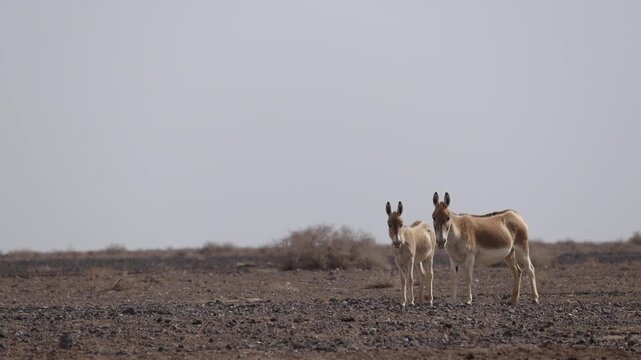 Iranian onager (Asiatic wild ass) walking and grazing in arid desert landscape, wildlife in Iran, natural habitat, close up and wide shots