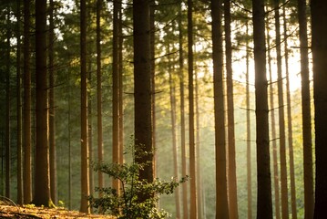 Fototapeta premium Sunbeams streaming through a lush pine forest at dawn, creating a magical and peaceful woodland scene with misty light.