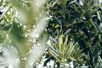 Fototapeta premium Branches of an olive tree with small green olives in a garden during daylight hours