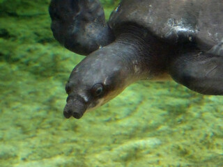 スッポンモドキ