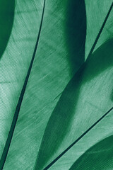 Naklejka premium Aesthetic nature close up pattern from bird feathers, natural texture as organic background, biological design concepts. Vivid monochrome green gradient. Minimal style nature wallpaper, backdrop.