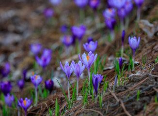Crocuses in bloom in the forests of western Ukraine in early spring