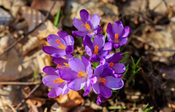 Crocuses in bloom in the forests of western Ukraine in early spring