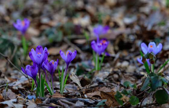Crocuses in bloom in the forests of western Ukraine in early spring