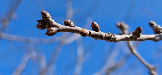Obraz premium A beautiful macro shot of young tree buds beginning to swell, signaling the arrival of spring.