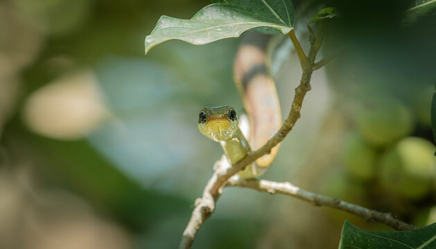 Common Bronzeback Tree Snake (Dendrelaphis tristis)