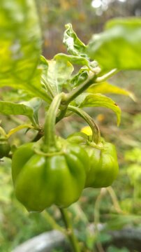Scotch Bonnet Chili Peppers Growing on Tree with Bokeh Background