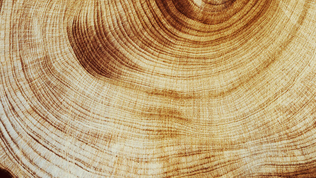 Natural wooden background, close up wood annual rings form. Top view of cross section of juniper tree, graphic nature organic pattern. Sawed timber with tree ring print, natural textures banner