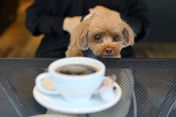 ドッグカフェでコーヒーに興味をもったトイ・プードル