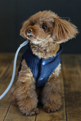 ドッグカフェでポーズをとるトイ・プードル