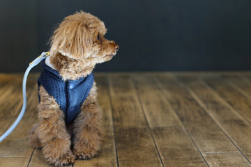 ドッグカフェでポーズをとるトイ・プードル