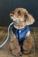 ドッグカフェでポーズをとるトイ・プードル