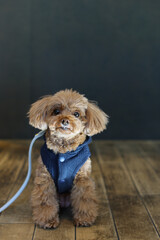 ドッグカフェでポーズをとるトイ・プードル