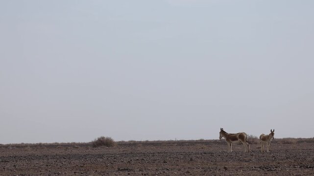 Iranian onager (Asiatic wild ass) walking and grazing in arid desert landscape, wildlife in Iran, natural habitat, close up and wide shots