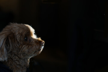 光ご影の間に座るトイ・プードル