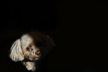 光ご影の間に座るトイ・プードル