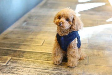 ネイビーの服を着てお座りしているトイ・プードル