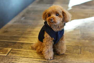 ネイビーの服を着てお座りしているトイ・プードル