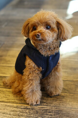 ネイビーの服を着てお座りしているトイ・プードル