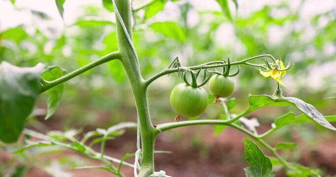 Tomato plants fresh leaves, yellow flowers and unripe green tomatoes in sunlight in greenhouse, organic homegrown food