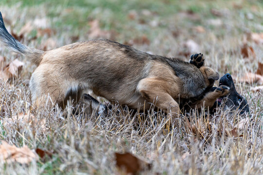 A close-up shot of two dogs engaged in a mock fight or showing dominant behavior in an outdoor setting. The scene captures the raw interaction and body language of canines.