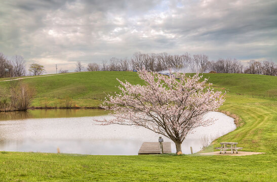 Springtime Harmony by the Pond. A blossoming tree with delicate pink flowers stands beside a serene pond, surrounded by lush green hills and under a cloud-filled sky.
