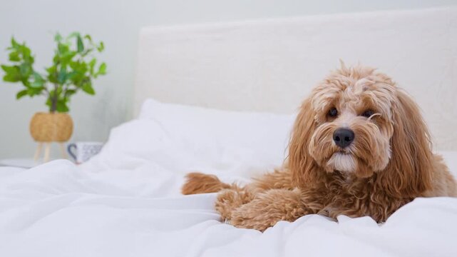 Dog of a Cavapoo or Goldendoodle breed in home on the white bed. Close-up of curly brown dog cross between a poodle and a spaniel.