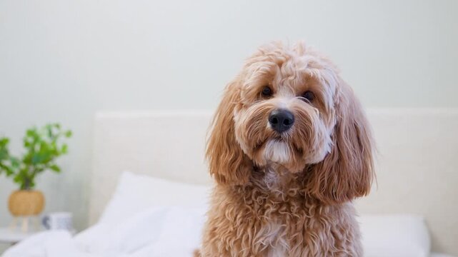 Dog of a Cavapoo or Goldendoodle breed in home on the white bed. Close-up of curly brown dog cross between a poodle and a spaniel.
