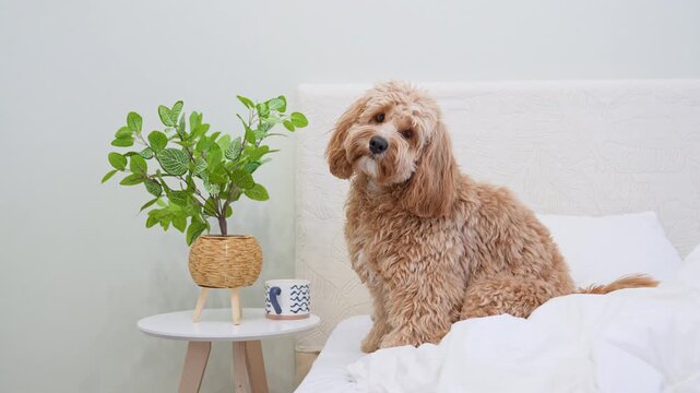 Dog of a Cavapoo or Goldendoodle breed in home on the white bed. Close-up of curly brown dog cross between a poodle and a spaniel.